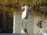 grote zilverreiger_nagy kócsag * (6 Slides)